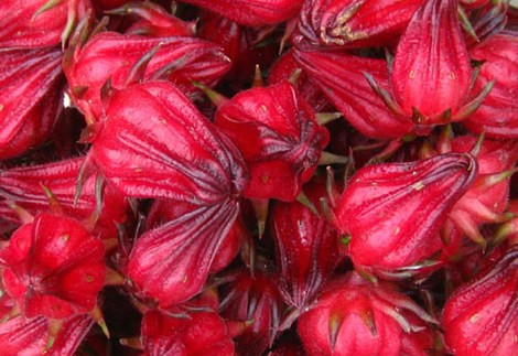 Hoa atiso đỏ